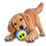 Balles de Tennis pour Chien avec Pattes – Jouet de Lancer et Rapport