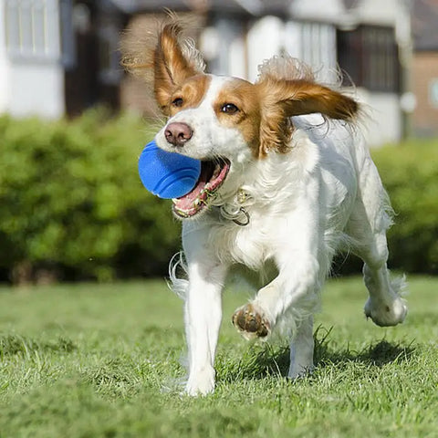 Balle Rebondissante pour Chien